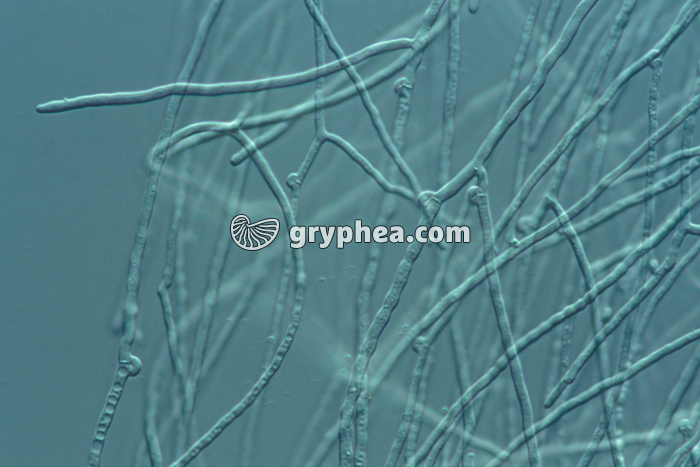 Laccaire laqué - Mycélium de champignon forestier (Laccaria laccata) x100 - gryphea.com